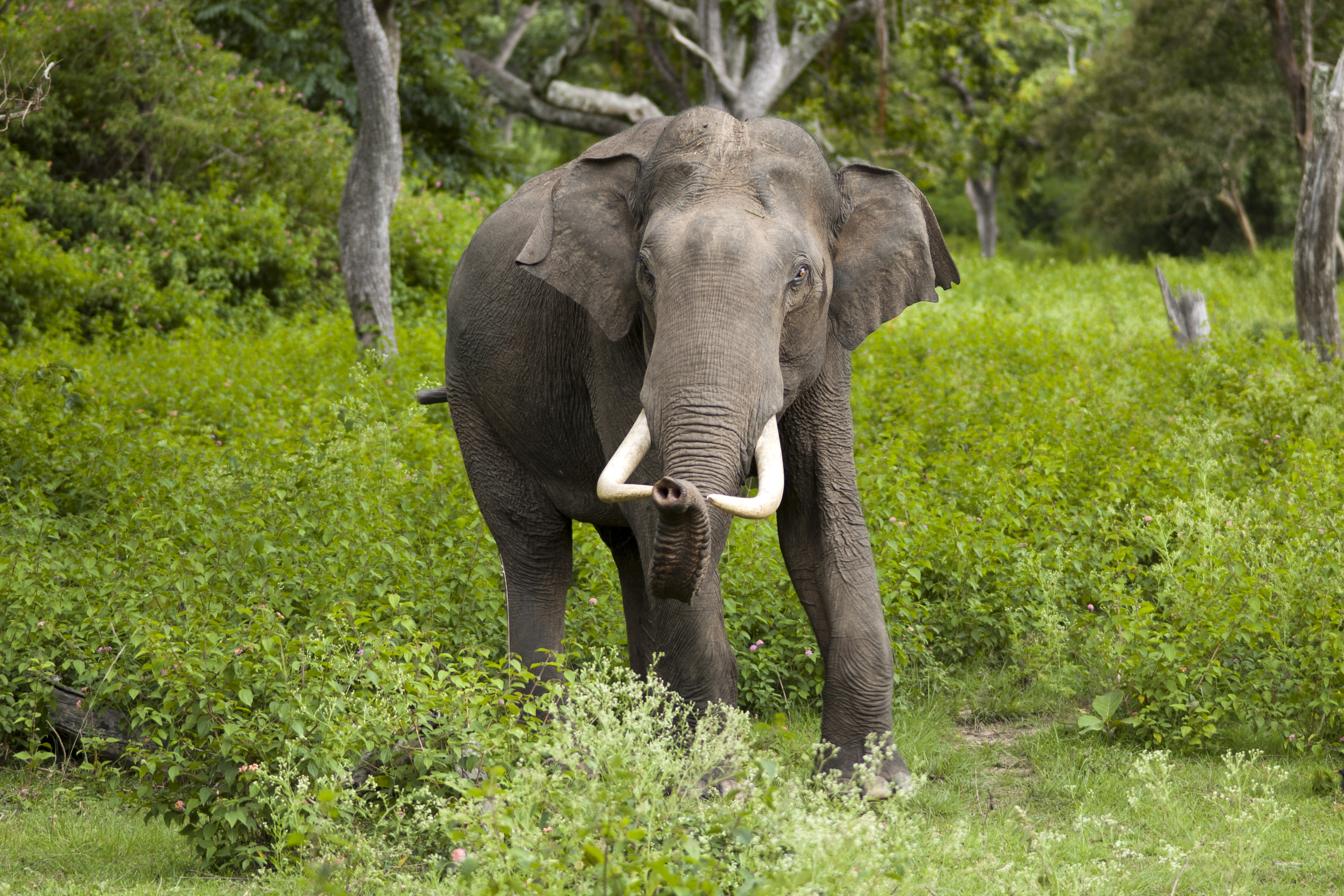 Elephant in Shivalik